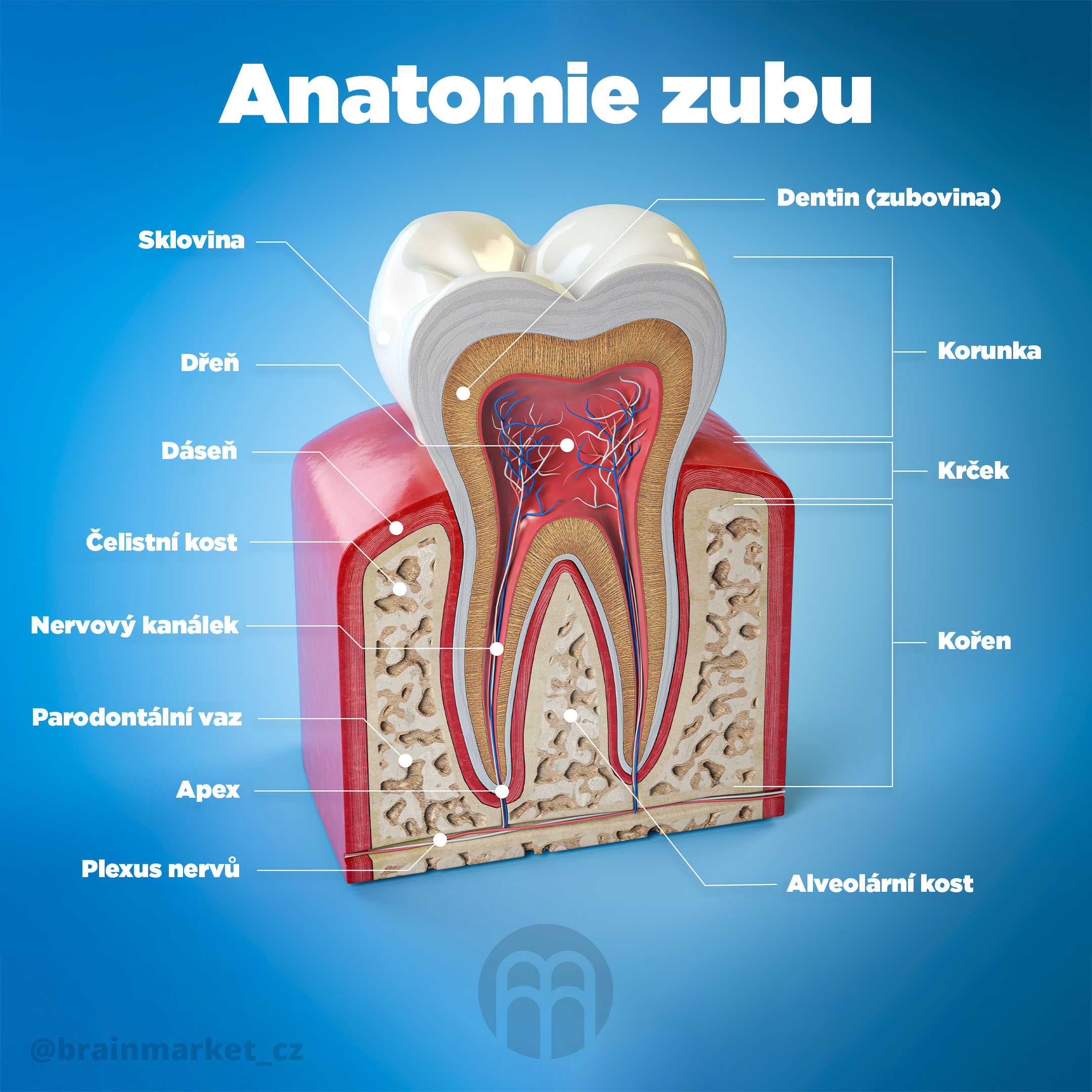 anatomie zubu brainmarket-infografika-cz